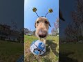 This dog bee can actually play soccer 🐝⚽ Subscribe me 4 more! #viral #viralshorts #viralvideo