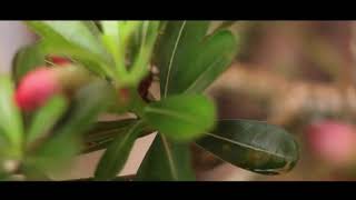 Haru Senang Jadi Satu Hwd Tante N Oom