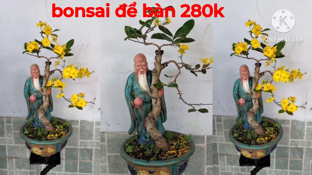 Продается настольное дерево бонсай, цена 280 000 VND. 0989737454