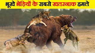 भेड़िए के सबसे खतरनाक हमले  | Crazy hunting moments of hungry wolf