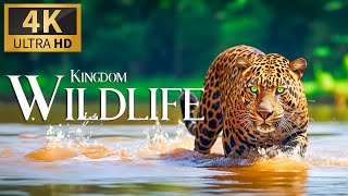 Kingdom Wildlife 4K 🐾 Discovery Relaxation Film With Calm Relaxing Music & Nature Video