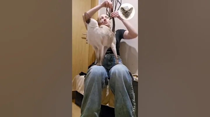 Video 7908241: oriental cats love, cat pets, cat family