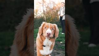 Nova scotia duck tolling retriever