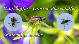 Zipfelkäfer - Grosser Blasenkäfer (Malachius aeneus)