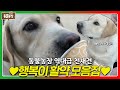 호야를 뛰어넘는 천재견 등장?! 물건 230개를 구분하는 ‘천재견 행복이’ 활약 모음👍 I TV동물농장 (Animal Farm) | SBS Story