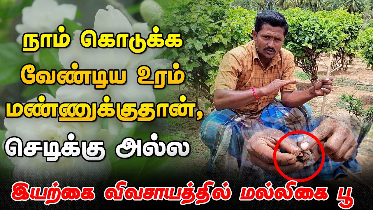 🌿ராமேஸ்வரம் மல்லிகை🌷 செடிக்கு இவ்வளவு மவுசா, அதில் என்ன அப்படி சிறப்பு🤯 | Smart Vivasayi