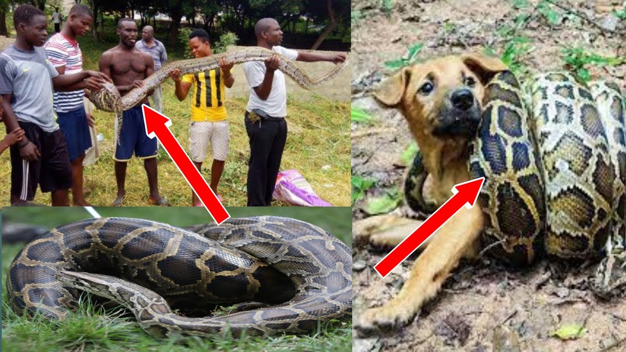 Wow 😳 Farmer Defeats 18-foot Long Python In A Fierce Fight At Assin ...