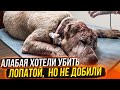 ТРЕШ😭 | АЛАБАЯ ХОТЕЛИ УБИТЬ ЛАПАТОЙ И ВЫКИНУЛИ | НО ОНА ВЫЖИЛА #животные#бездомныеживотные