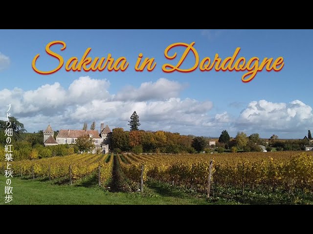 Autumnal Walking through Vineyards and a small village～VLOG#71