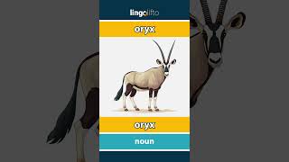 🇬🇧🇩🇰 oryx - oryx : learn English : Lad os lære engelsk : vocabulary builder
