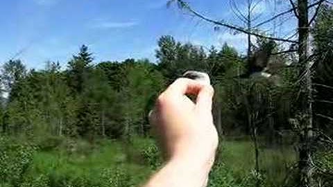 Tree Swallow collecting feathers part 2, 2007
