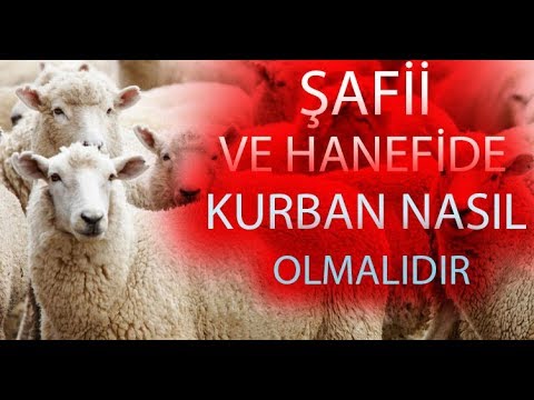 ŞAFİİ VE HANEFİDE KURBAN NASIL OLMALIDIR? HANGİ DURUMLARDA VACİP OLUR? | HASAN DEMİR |