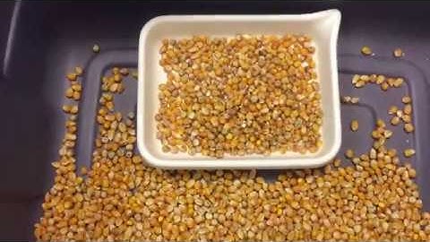 Satake FMS2000 Sorting Yellow Corn Typical Small Sample Lab