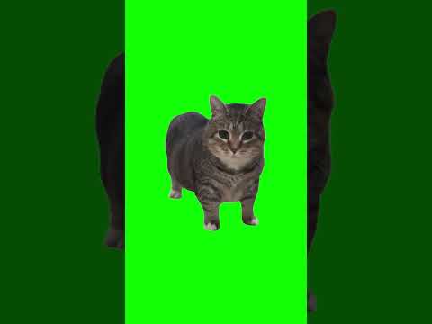 OIIA OIIA Spinning CAT Ethel Oiiaoiia Memes Spinningcat