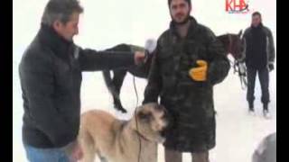 Kars Çoban Köpekleri Doğumgünü Gezisinde Kafkas Haber Ajansı Kha Com Tr Kha