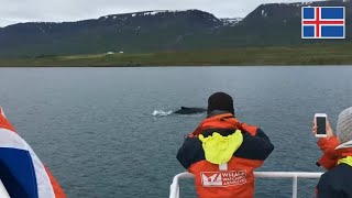 Whale Watching Cruise @Akureyri, ICELAND