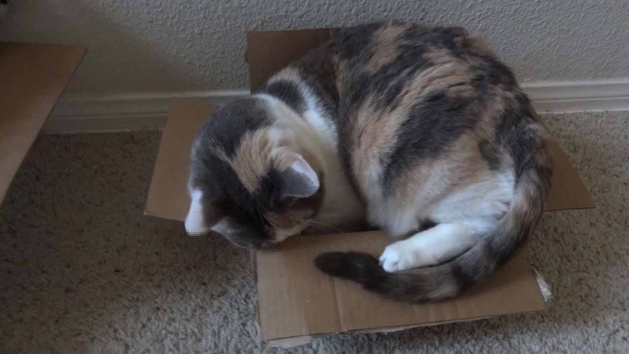  Fat  cat  struggles to fit into tiny  box YouTube