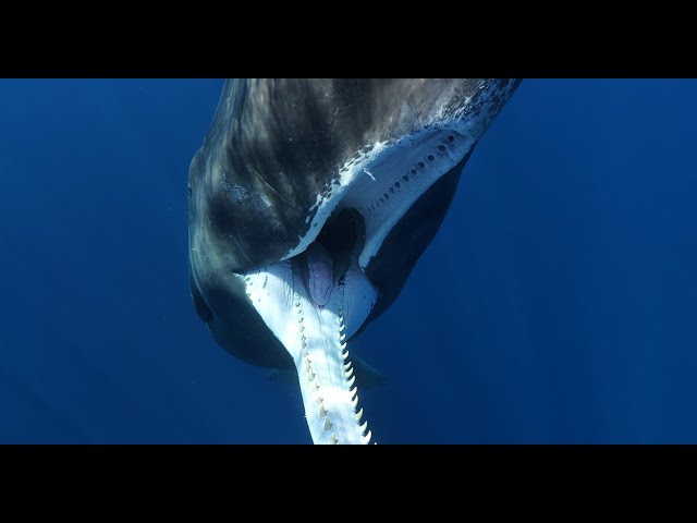 If a Sperm Whale Could Smile - YouTube