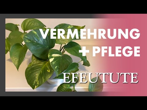 Video: Pothos-Pflanzen vermehren - Pothos-Stecklinge bewurzeln