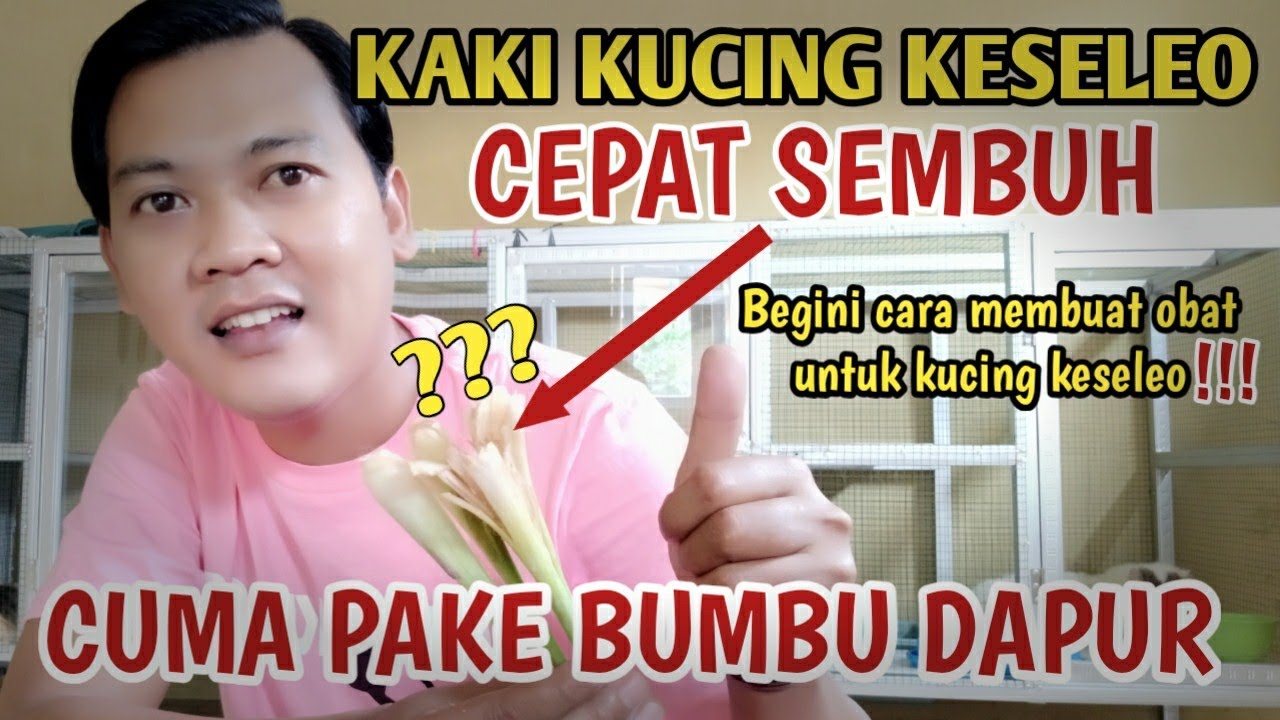 CARA MENGOBATI KUCING KESELEO DENGAN BAHAN ALAMI 