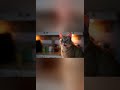 Popcorn with Cat Sitting