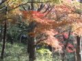 横浜市児童遊園地の紅葉　散策 の動画、YouTube動画。