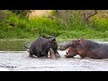 Crocodile Attacks Both Wildebeest And Fight Hippo