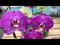Шикарная витрина с орхидеями в Бауцентре 31 октября 2020г. Дикий Кот, Мауди, Синголо, Фронтера ..
