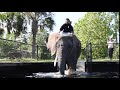 Famous YouTubers visit Myrtle Beach Safari’s 9,000 pound elephant