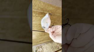 Making a Bluegill Wake-Bait From Scratch.