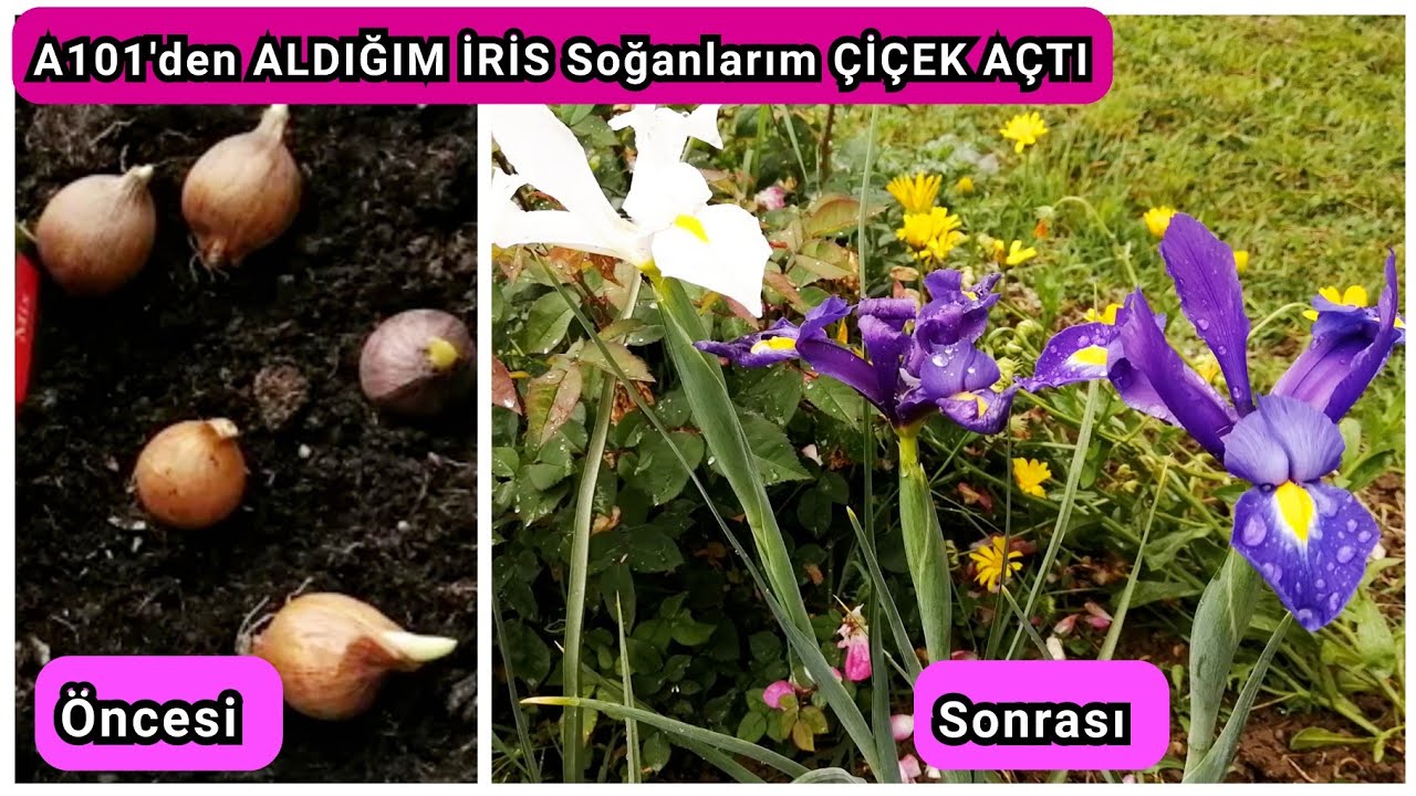 A101'den ALDIĞIM İRİS Soğanlarım ÇİÇEK AÇTI. İris Soğanının Dikimi, Bakımı ve Çiçek Açması.