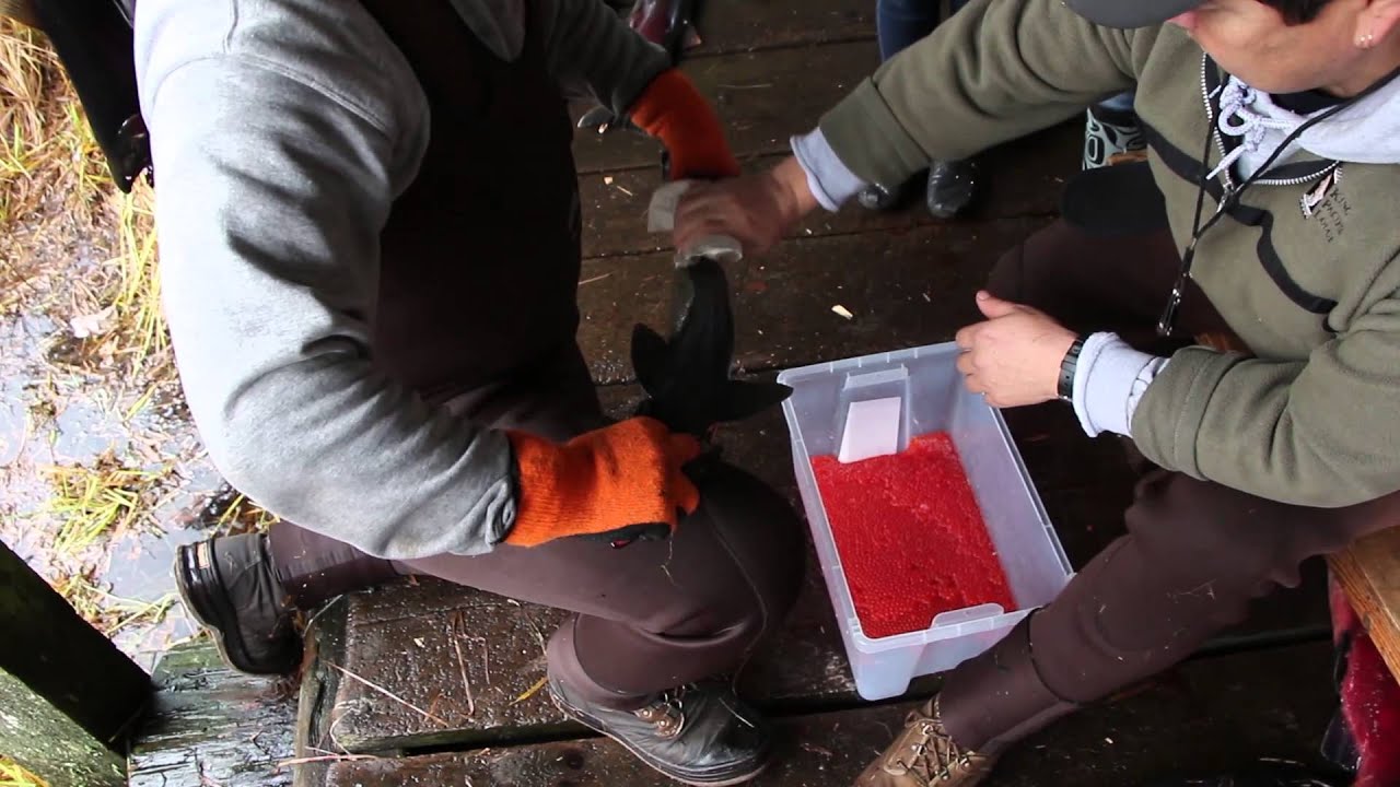Gitga'at Fish Hatchery Outreach and Hartley Bay School