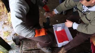 Gitga'at Fish Hatchery Outreach and Hartley Bay School