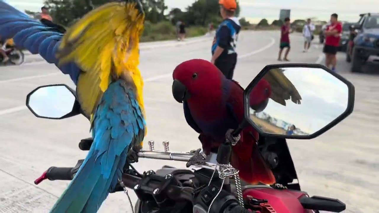 Вместе с нами участвуют Cabalen Skywalker и Pampanga Parrot Club Parrot Freeflight.