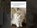 guest#cat#cats#hamster#lofi#lofichills#hamstercore7#trending#aesthetic#shorts#status#memes#tweet#sad