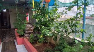 my terrace garden and birds aviary part 2 at Kadapa Andhra Pradesh