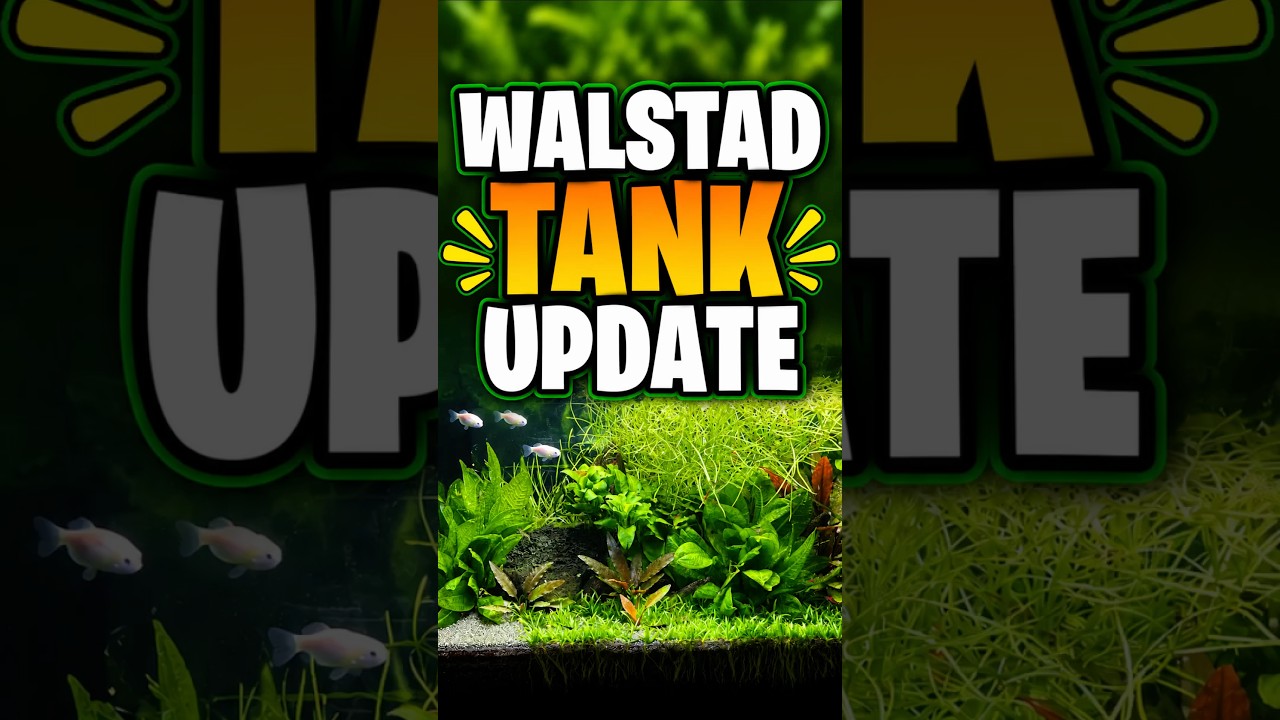 A Quick Update On One Of My Filtered Walstad Method Planted Tanks!