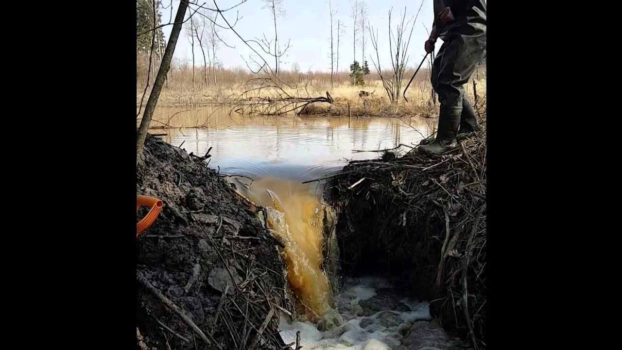 Bebru medziokle 2016 03 29