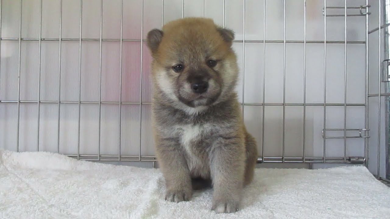 岡山県の柴犬 男の子 21 05 17生まれ 赤色 子犬id ブリーダーナビ 岡山県の柴犬 男の子 21 05 17生まれ 赤色 子犬id ブリーダーナビ