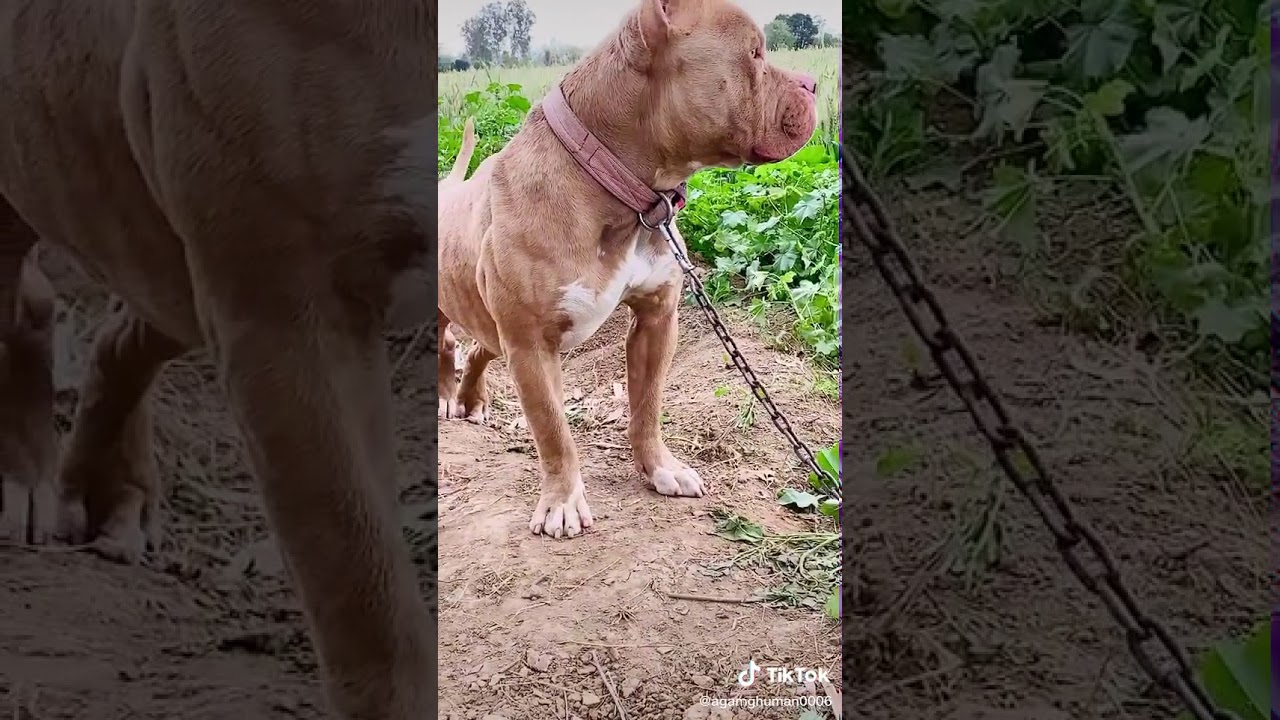 Famous breed Pitbull(9) YouTube