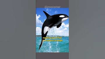 Orca | The Killer Whale In The Ocean