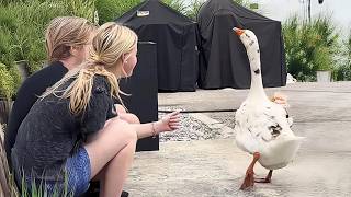 Animals Getting Reaction Over Nothing 😂 Funniest Animal Videos!