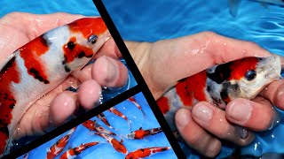 Selecting Showa Koi 10 months old [Best out of 25]