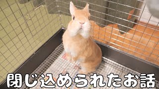 Rabbit caught in a trap while picking up and eating a fallen treat [No.1313