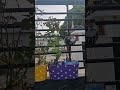 Hanging Plants