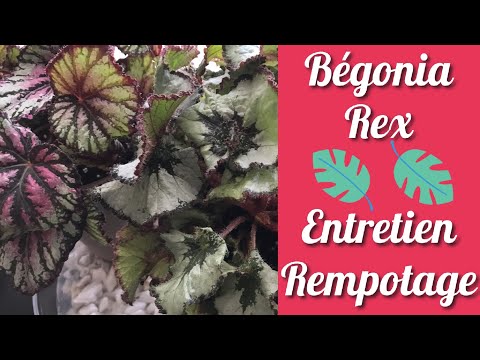 Vidéo: Pourquoi mon bégonia rex tombe-t-il ?