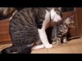 子猫が大好き☆うちで一番面倒見の良い先輩猫☆ cat kitten kitty