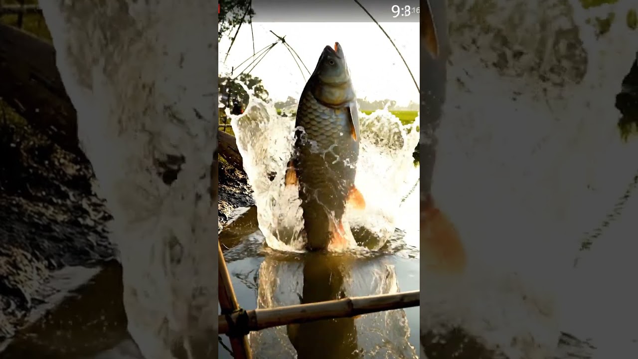 A giant Rohu fish jumps in slow motion 😮🐟Traditional village fishing in cinematic 8K.