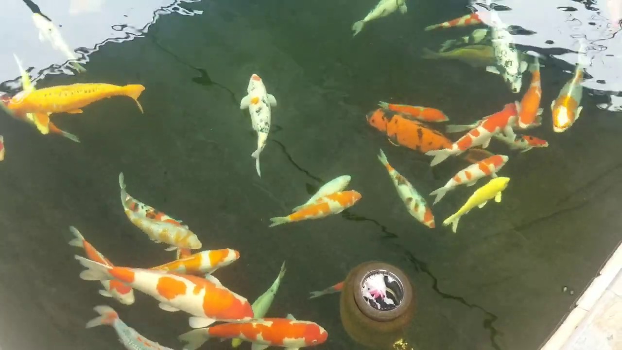 Visiting Master Sengs koi pond and bonsai garden Fresno Ca YouTube