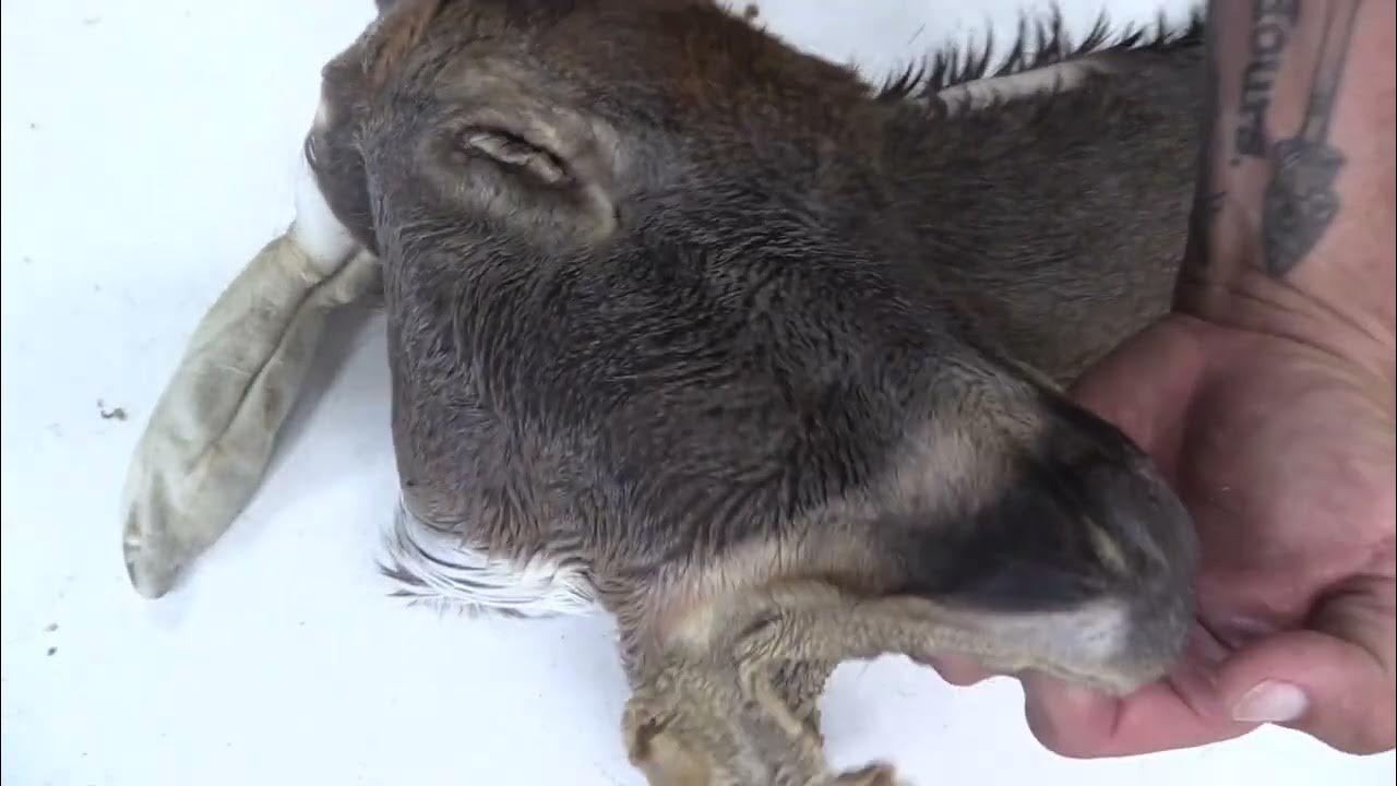 TANNED WHITETAIL DEER CAPE FOR SALE (7 1/2" X 20")WT OBT1616 YouTube